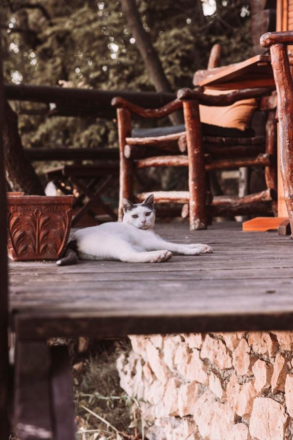 B&B Le Corone - Chalet Nel Bosco Cavalo Dış mekan fotoğraf