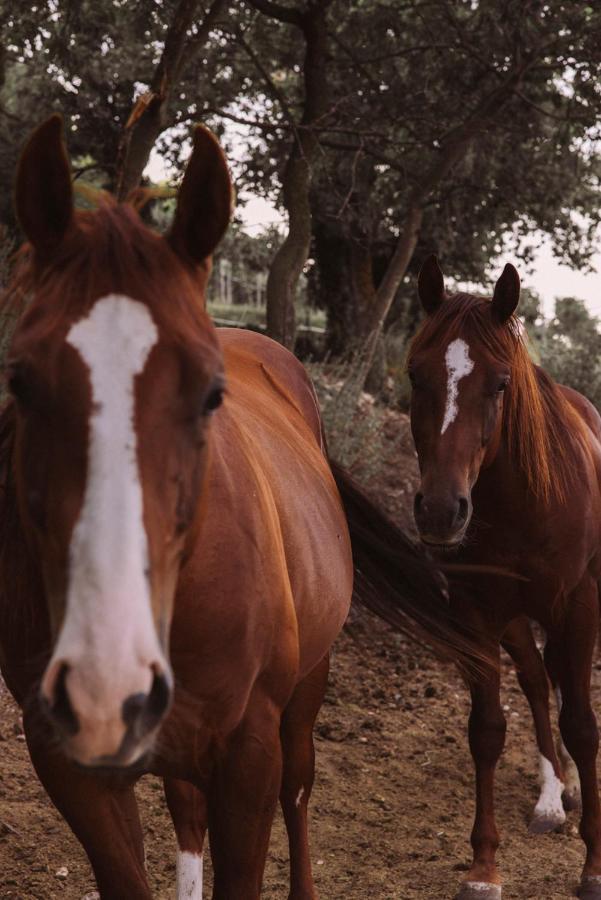 B&B Le Corone - Chalet Nel Bosco Cavalo Dış mekan fotoğraf